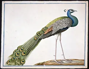 Pavo cristatus, Indian peafowl