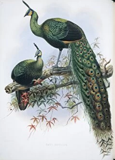 A Monograph Of The Phasianidae Gallery: Pavo muticus, green peafowl