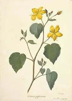 Malvales Collection: Pavonia papilionacea