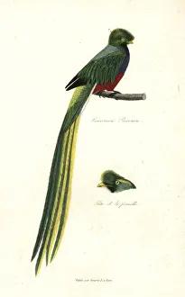 Lesson Prints: Pavonine quetzal, Pharomachrus pavoninus