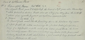 Annonaceae Gallery: Pawpaw Apple Manuscript
