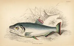 Guiana Prints: Payara, Hydrolycus armatus