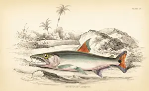 Payara, Hydrolycus armatus