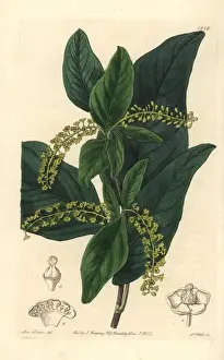 Pea blanca, Coccoloba coronata
