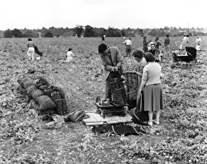 Pea Pickers