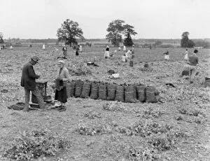 Sacked Collection: Pea Pickers