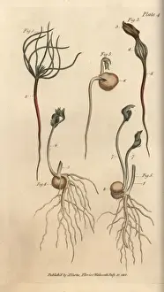 Lectures Prints: Pea, Pisum sativum, seeds in stages of vegetation