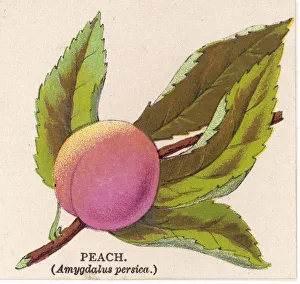 Amygdalus Gallery: A PEACH