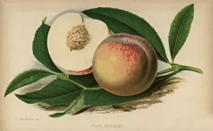 Peach alexander cultivar, Prunus persica