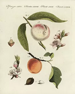 Prunus Gallery: Peach and apricot