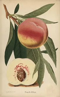Prunus Gallery: Peach a Bec, Prunus persica cultivar