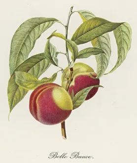 Images Dated 15th October 2007: Peach: Belle Bauce