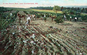 Furrows Prints: In the Peach Belt near Cumberland, Maryland, USA
