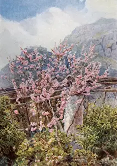 Blossoms Prints: Peach Blossom, Italy