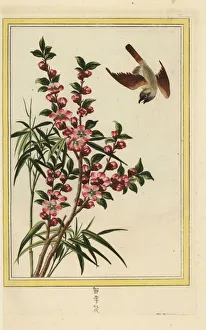 Prunus Gallery: Peach blossom, Prunus persica