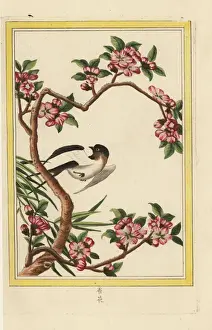 Peach blossom, Prunus persica