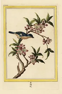 Peach blossom, Prunus persica