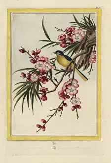 Peach blossom, Prunus persica