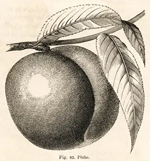 A Peach (B&w)