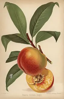 Severeyns Prints: Peach cultivar, Golden Eagle, Prunus persica