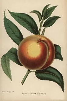 Peach cultivar, Golden Rathripe, Prunus persica