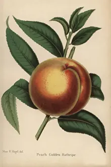 Severeyns Prints: Peach cultivar, Golden Rathripe, Prunus persica