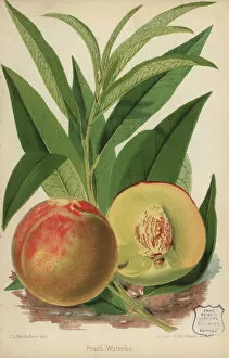 Peach cultivar Waterloo, Prunus persica