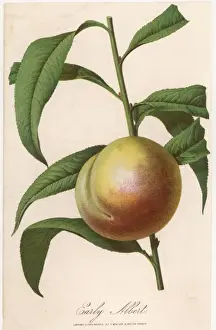 Peach: Early Albert