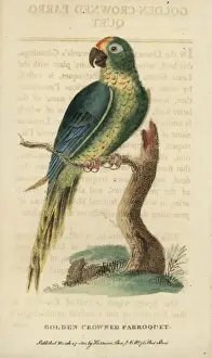 Naturalistspocketmagazine Prints: Peach-fronted parakeet, Aratinga aurea