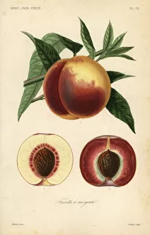 Prunus Gallery: Peach fruit, Prunus persica