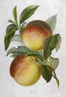 Peach: Royal George