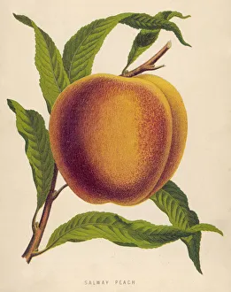 Images Dated 15th October 2007: Peach: Salway