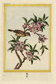 Peach tree in blossom, Prunus persica