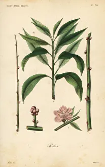 Reveil Collection: Peach tree, taille du pecher