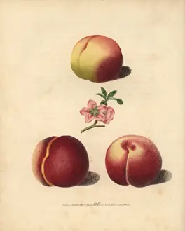 Peach varieties, Prunus persica