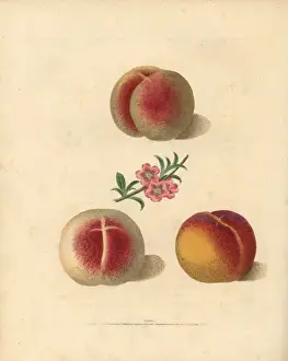 Pomonabritannica Prints: Peach varieties, Prunus persica