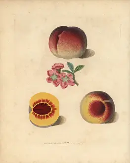 Peach varieties, Prunus persica