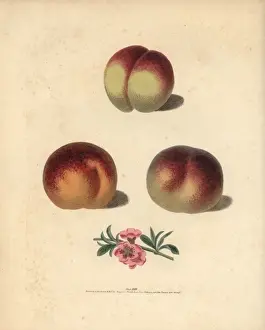 Peach varieties, Prunus persica