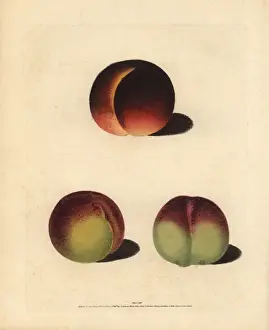 Peach varieties, Prunus persica