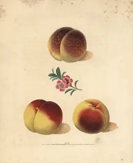 Peach varieties, Prunus persica
