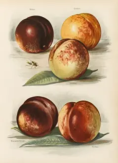 PEACHES