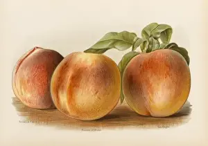 PEACHES