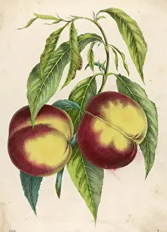 Two Peaches