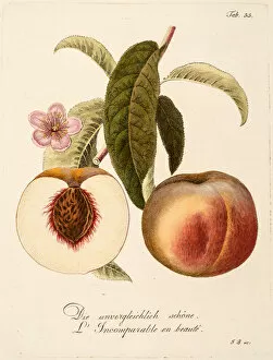 Two peaches: whole and section