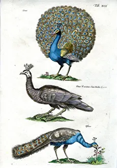 Fauna Prints: Peacock