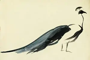 A peacock