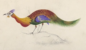 Is it a Peacock ??? Is it a Peacock ???