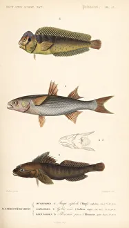 Niger Gallery: Peacock blenny, flathead mullet, and black goby