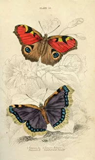 Anatomical Collection: Peacock Butterflies