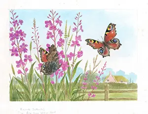 Parry Prints: Peacock butterflies on Rose Bay Willow Herb Butterflies